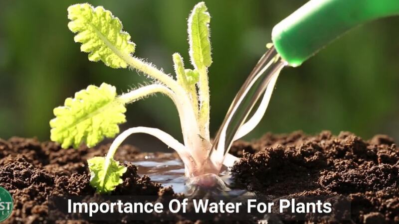 Vital Role of Water in Plant Health