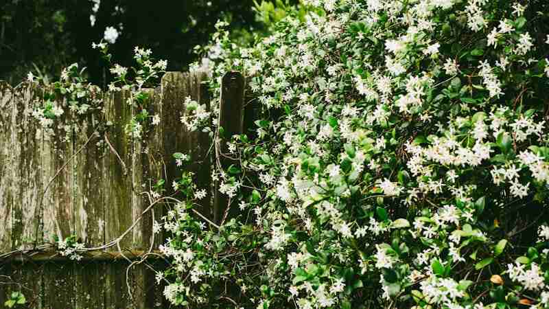  image of Confederate Jasmine Indoors 